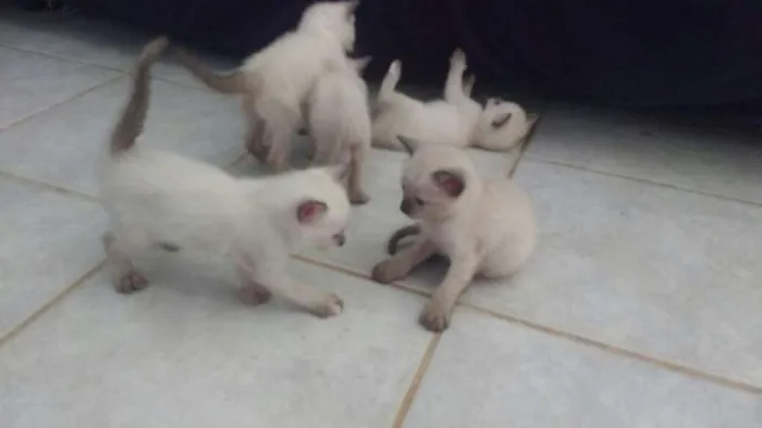 Gato raça Siamês  idade Abaixo de 2 meses nome Sem nome 