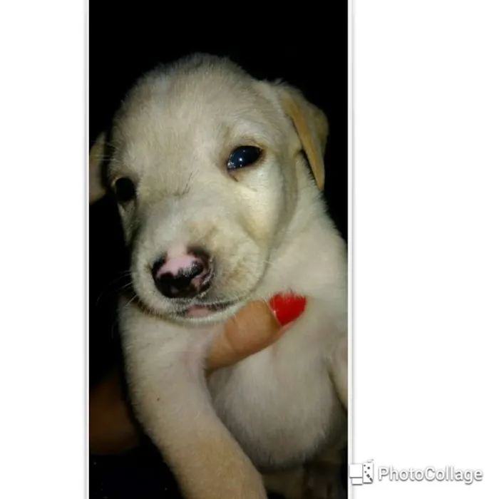 Cachorro ra a  capa preta e vira-lata idade Abaixo de 2 meses nome Ariel