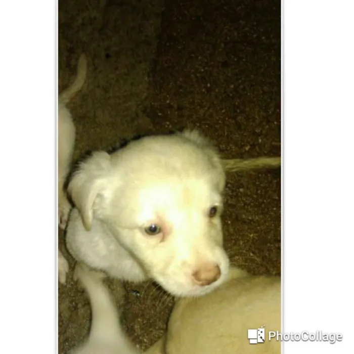 Cachorro ra a Capa preta e vira-lata idade Abaixo de 2 meses nome Aline