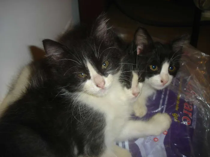 Gato raça SRD idade 2 a 6 meses nome sem nome ainda