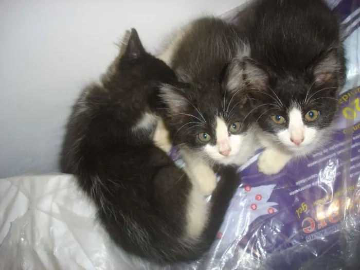 Gato raça SRD idade 2 a 6 meses nome sem nome ainda