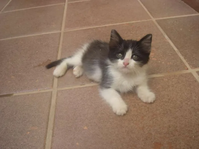 Gato raça SRD idade 2 a 6 meses nome sem nome ainda