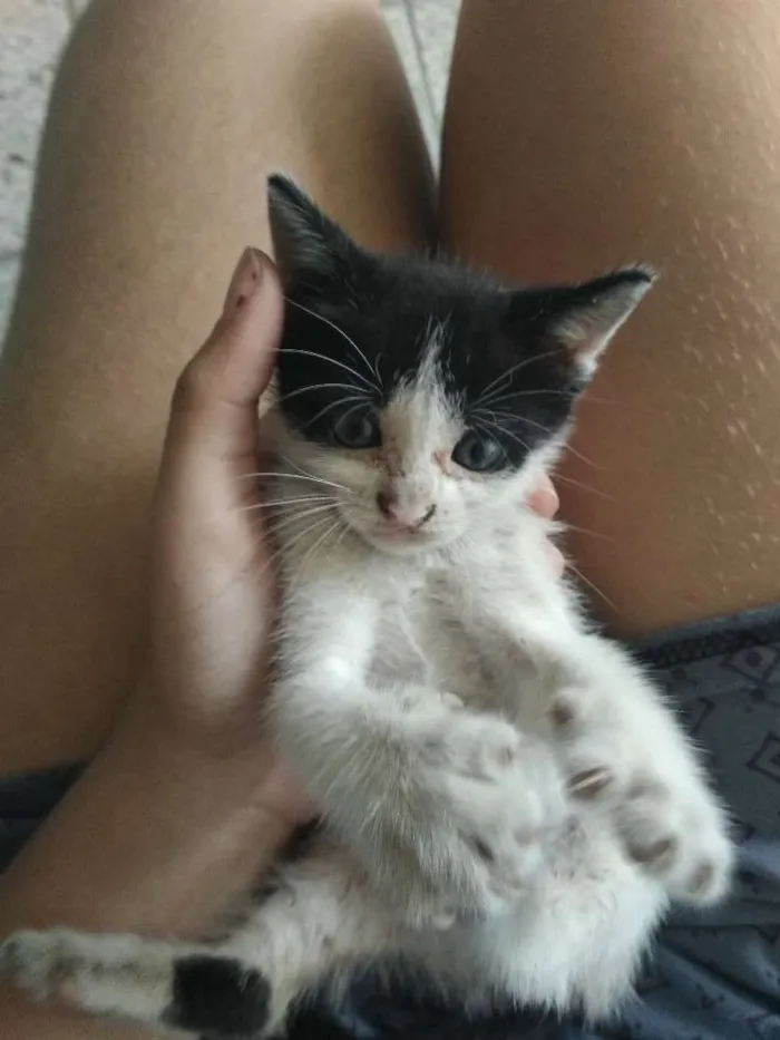 Gato ra a SRD (Sem Raça Definida) idade Abaixo de 2 meses nome Sem nome