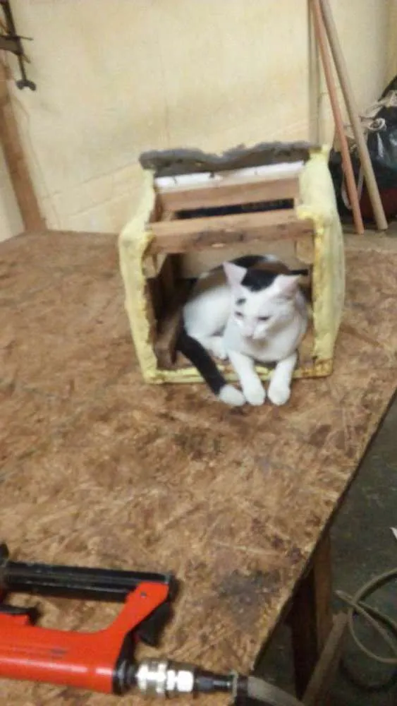 Gato raça Indefinida idade 2 a 6 meses nome  vitinha