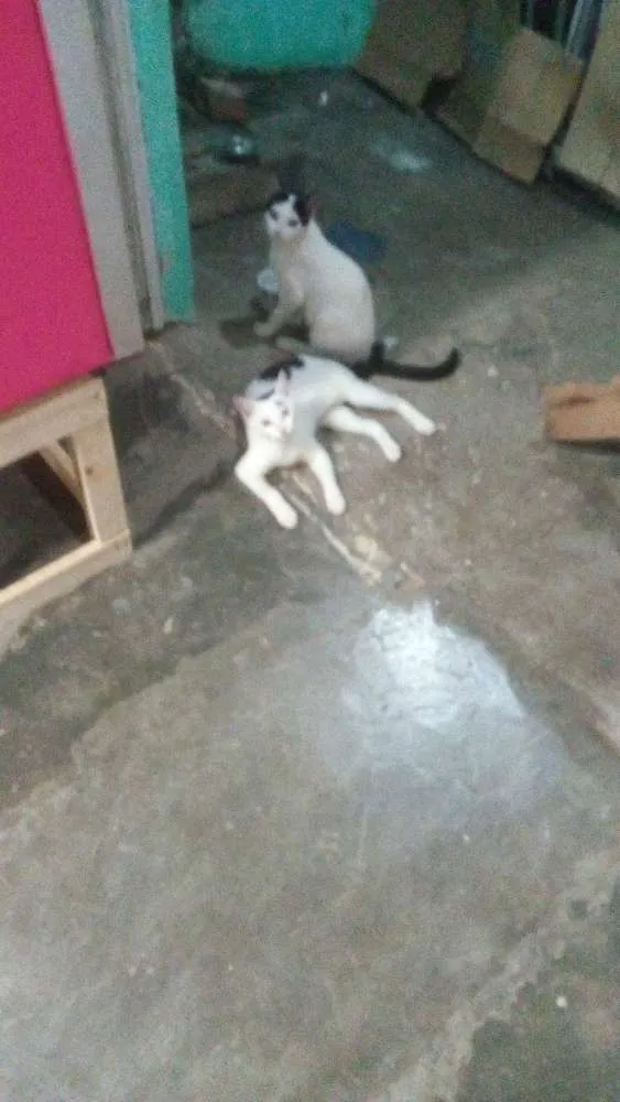 Gato raça Indefinida idade 2 a 6 meses nome  vitinha