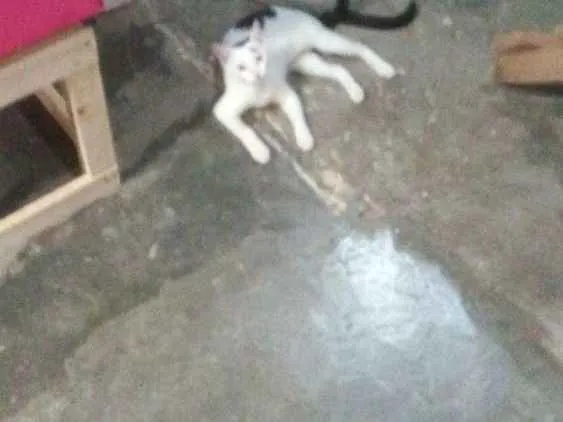 Gato raça Indefinida idade 2 a 6 meses nome  vitinha