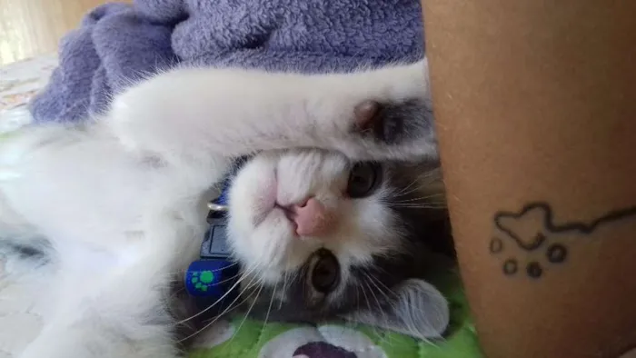 Gato ra a Não sei se é de raça  idade Abaixo de 2 meses nome Tom