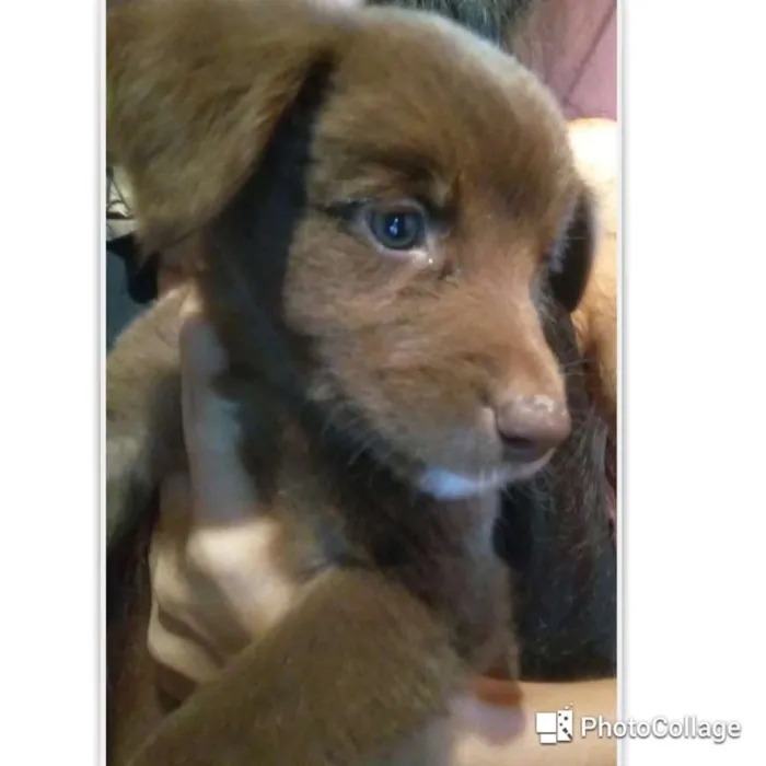 Cachorro ra a Capa preta e vira-lata idade Abaixo de 2 meses nome Sofia