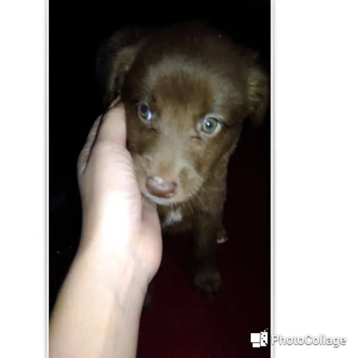 Cachorro ra a Capa preta e vira-lata idade Abaixo de 2 meses nome Sofia