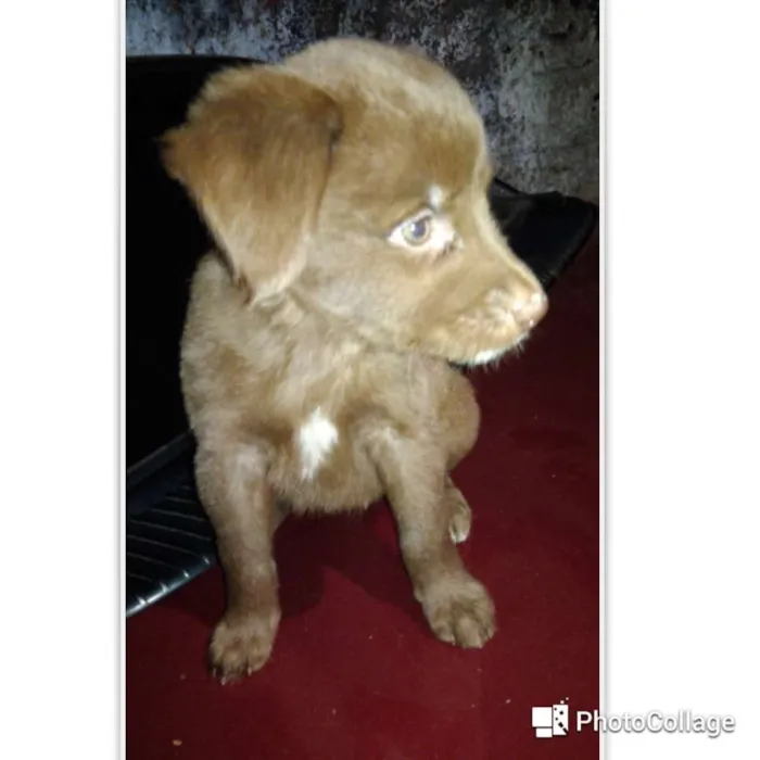 Cachorro ra a Capa preta e vira-lata idade Abaixo de 2 meses nome Sofia