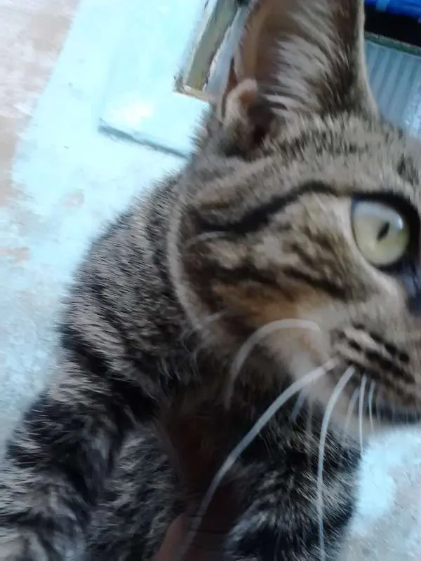 Gato raça Indefinida idade 2 a 6 meses nome Nagiza