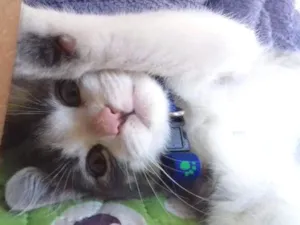 Gato raça Não sei se é de raça  idade Abaixo de 2 meses nome Tom