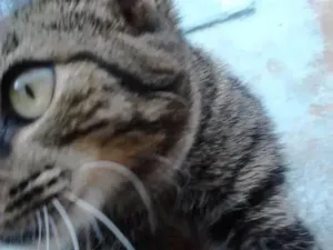 Gato raça Indefinida idade 2 a 6 meses nome Nagiza