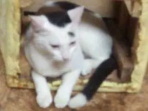 Gato raça Indefinida idade 2 a 6 meses nome  vitinha