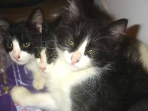 Gato raça SRD idade 2 a 6 meses nome sem nome ainda