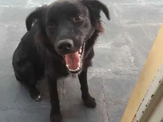 Cachorro ra a Border collie (MISTURA) idade 1 ano nome Ryuk
