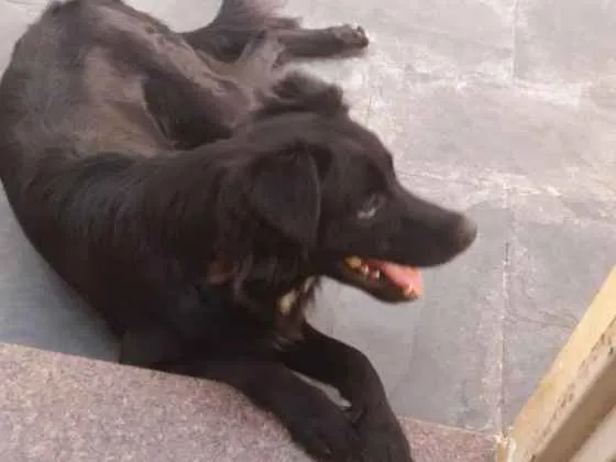 Cachorro ra a Border collie (MISTURA) idade 1 ano nome Ryuk