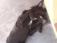 Ryuk