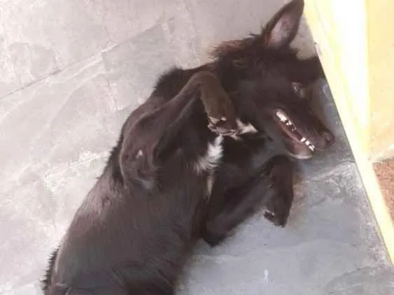 Cachorro ra a Border collie (MISTURA) idade 1 ano nome Ryuk