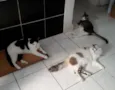 Órfãs