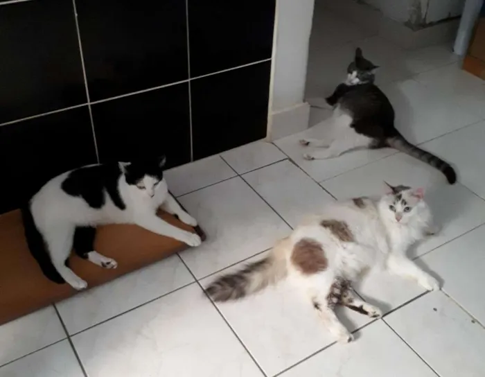 Gato ra a  idade 6 ou mais anos nome Órfãs