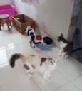 Órfãs