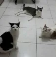 Órfãs