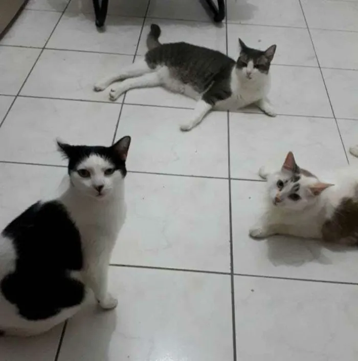 Gato ra a  idade 6 ou mais anos nome Órfãs