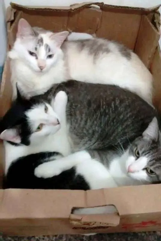Gato ra a  idade 6 ou mais anos nome Órfãs