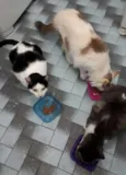 Órfãs