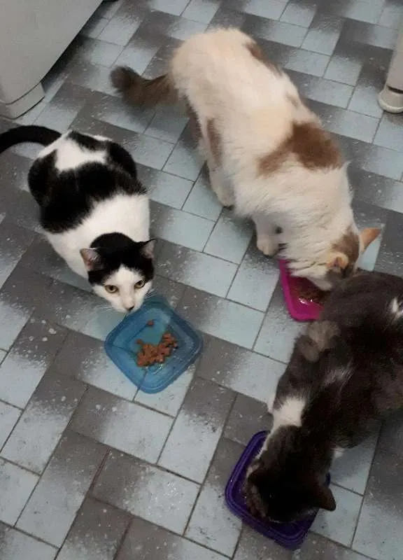Gato ra a  idade 6 ou mais anos nome Órfãs