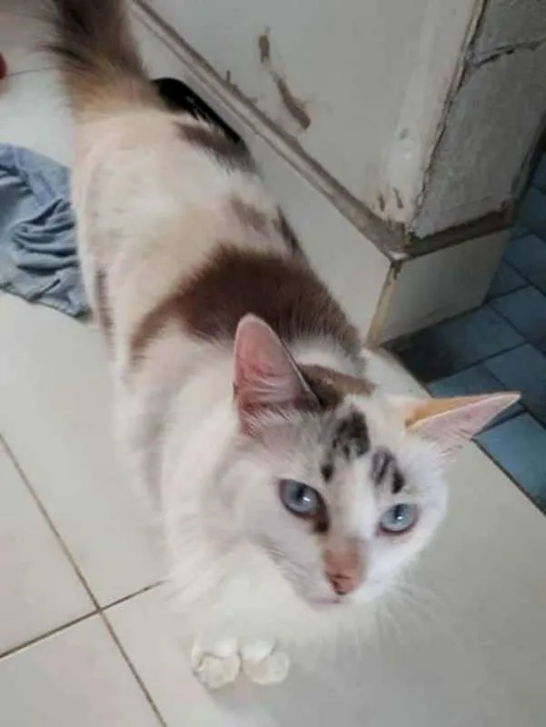Gato ra a  idade 6 ou mais anos nome Órfãs