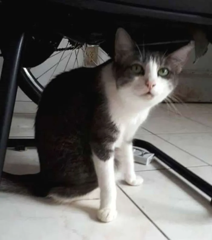 Gato ra a  idade 6 ou mais anos nome Órfãs
