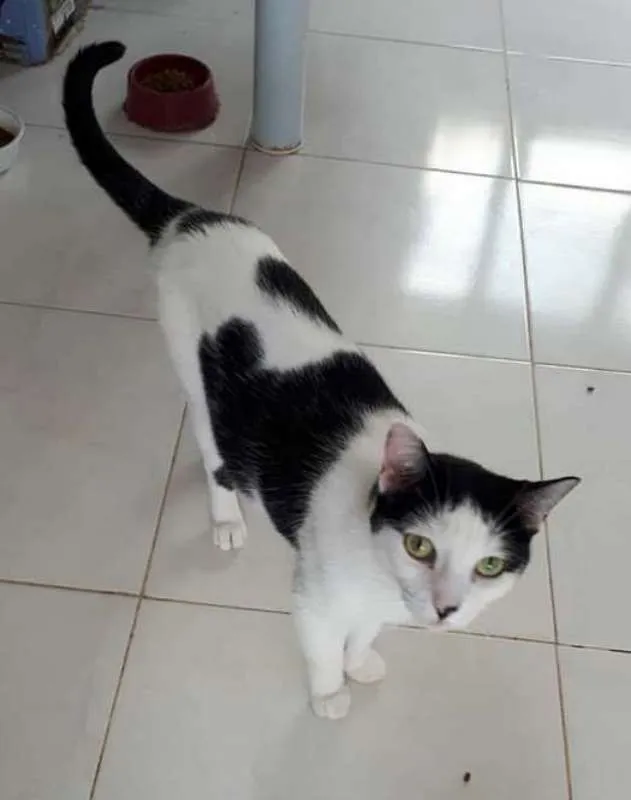 Gato ra a  idade 6 ou mais anos nome Órfãs