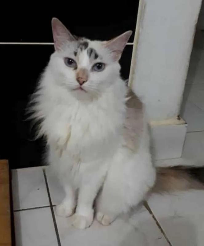 Gato ra a  idade 6 ou mais anos nome Órfãs