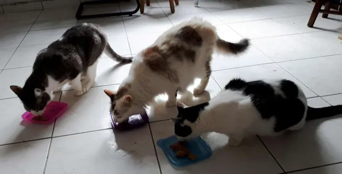 Gato ra a  idade 6 ou mais anos nome Órfãs