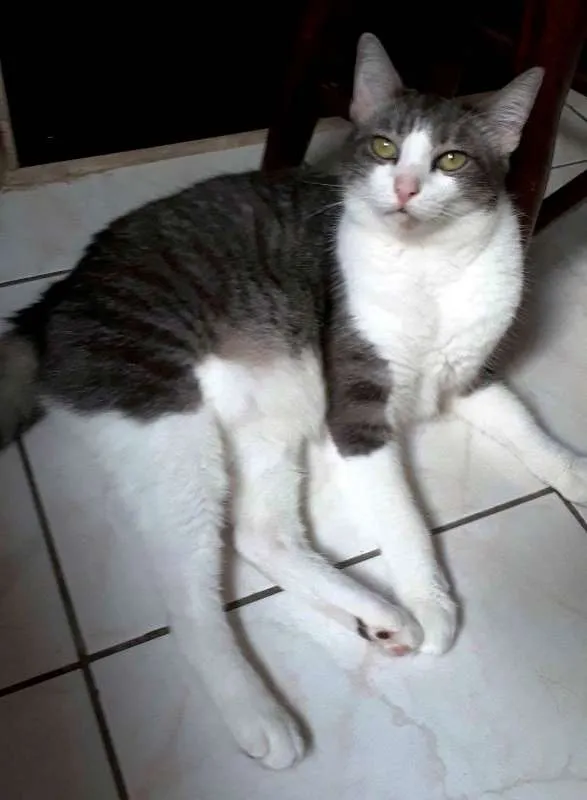 Gato ra a  idade 6 ou mais anos nome Órfãs