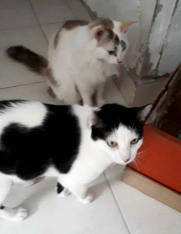 Gato ra a  idade 6 ou mais anos nome Órfãs