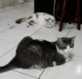 Órfãs