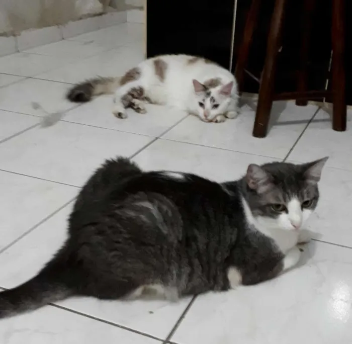 Gato ra a  idade 6 ou mais anos nome Órfãs