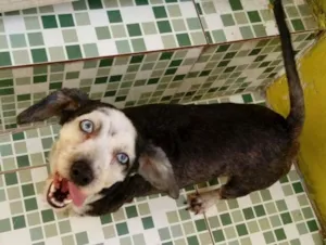 Cachorro raça Shitzu idade 2 anos nome Lasanha