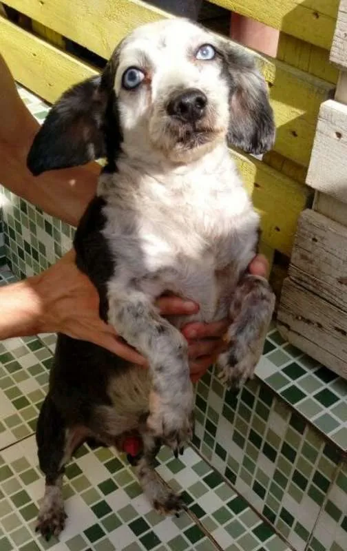 Cachorro ra a Shitzu idade 2 anos nome Lasanha