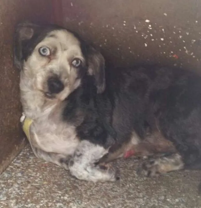 Cachorro ra a Shitzu idade 2 anos nome Lasanha