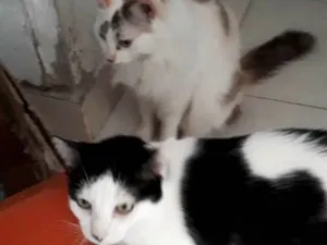 Gato raça  idade 6 ou mais anos nome Órfãs