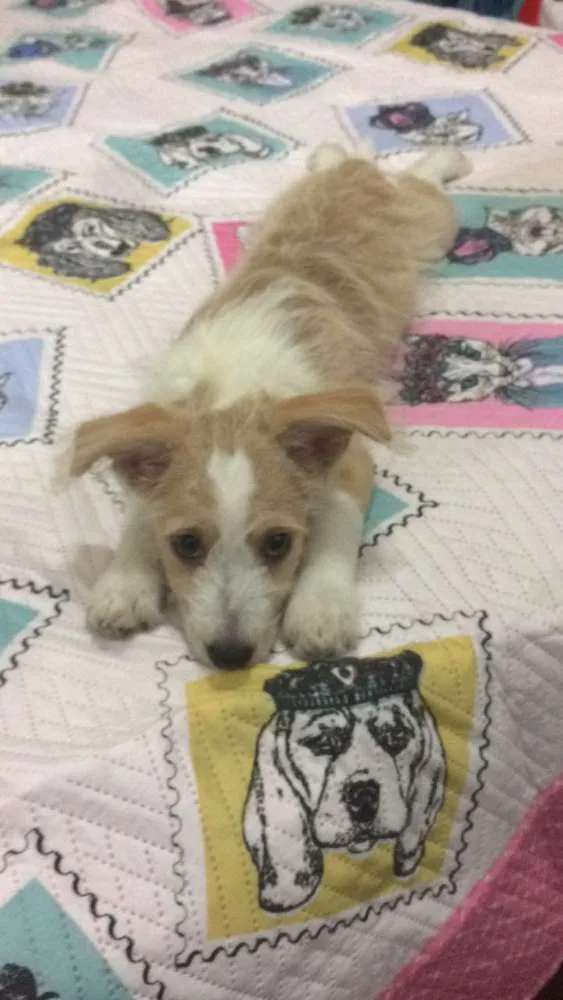Cachorro ra a Mix de poodle idade 2 a 6 meses nome Megan