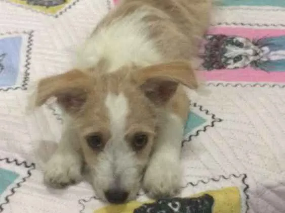 Cachorro ra a Mix de poodle idade 2 a 6 meses nome Megan