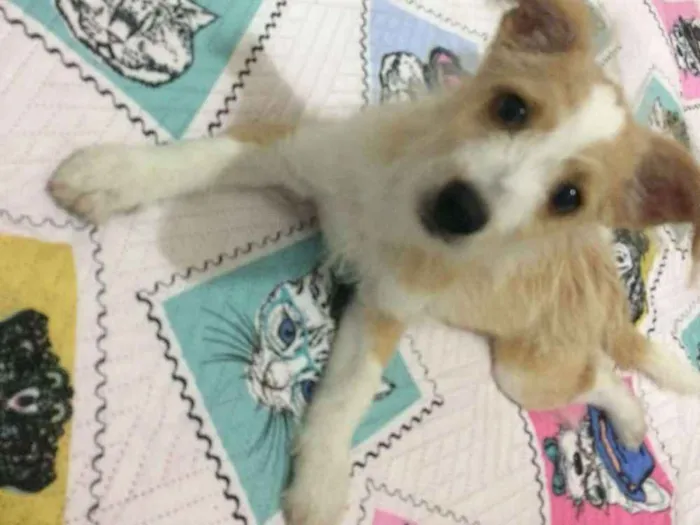 Cachorro ra a Mix de poodle idade 2 a 6 meses nome Megan