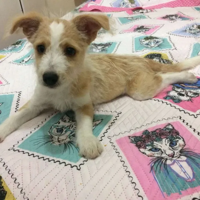 Cachorro ra a Mix de poodle idade 2 a 6 meses nome Megan