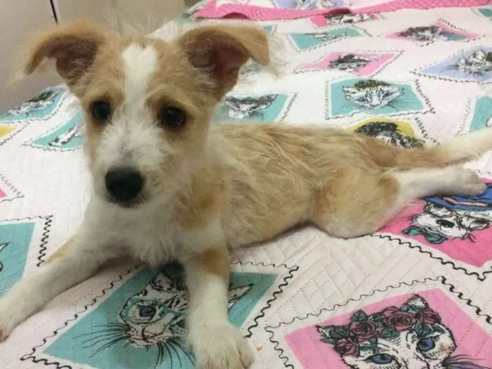 Cachorro ra a Mix de poodle idade 2 a 6 meses nome Megan