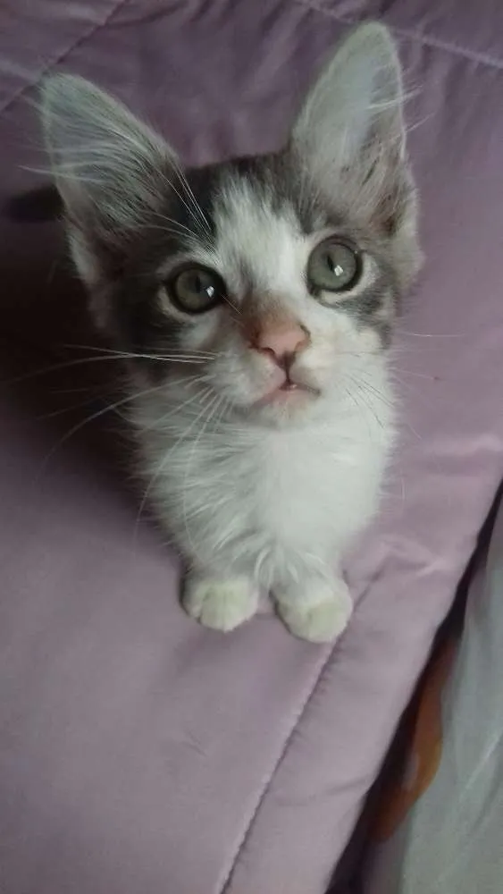 Gato ra a Não sei se é de raça  idade Abaixo de 2 meses nome Tom